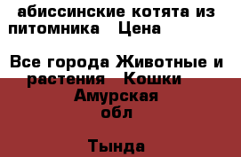 абиссинские котята из питомника › Цена ­ 15 000 - Все города Животные и растения » Кошки   . Амурская обл.,Тында г.